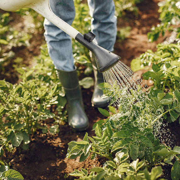Organic fertilizing